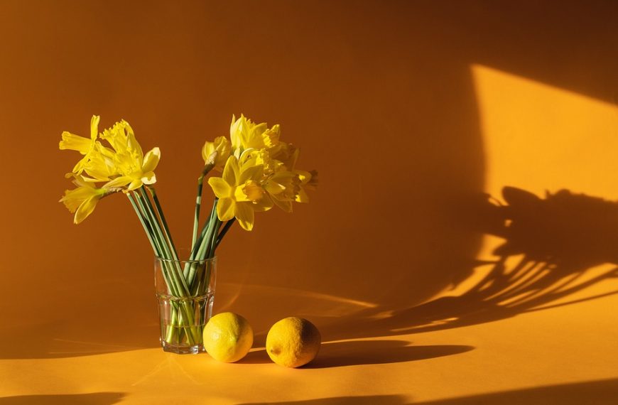 daffodils 6523446 960 720jpg